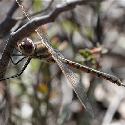 Hemicordulia tau (Tau Emerald) at Hall, ACT - 1 Sep 2025 by Anna123