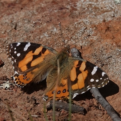 Vanessa kershawi (Australian Painted Lady) at Hall, ACT - 1 Sep 2025 by Anna123