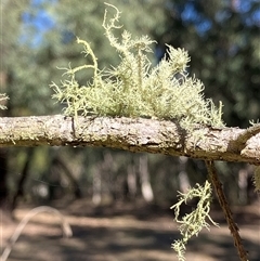Unverified Lichen at Canyonleigh, NSW - 1 Sep 2025 by blacksheep