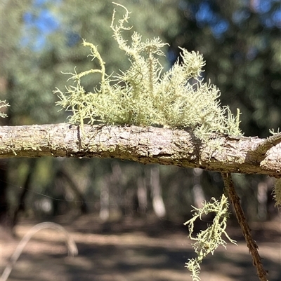 Unverified Lichen at Canyonleigh, NSW - 1 Sep 2025 by blacksheep