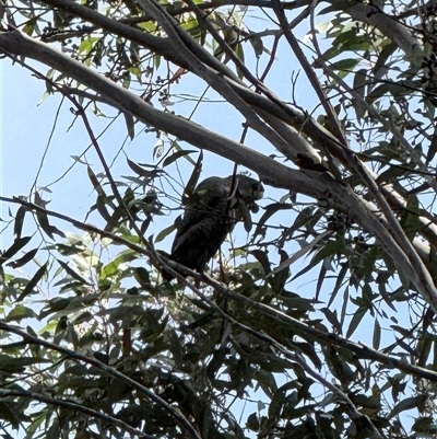 Calyptorhynchus lathami lathami (Glossy Black-Cockatoo) at Bucketty, NSW - 1 Sep 2025 by MartinPredavec
