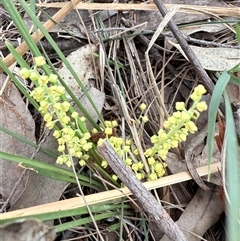 Lomandra filiformis (Wattle Mat-rush) at Bucketty, NSW - 1 Sep 2025 by MartinPredavec