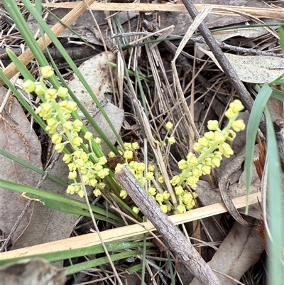 Lomandra filiformis (Wattle Mat-rush) at Bucketty, NSW - 1 Sep 2025 by MartinPredavec