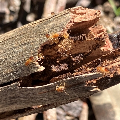 Coptotermes acinaciformis at Canyonleigh, NSW - 1 Sep 2025 by blacksheep