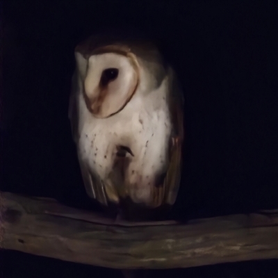 Tyto javanica (Eastern Barn Owl) at Jeir, NSW - 28 Aug 2025 by tonz