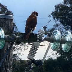 Falco berigora (Brown Falcon) at Springrange, NSW - 26 Aug 2025 by tonz
