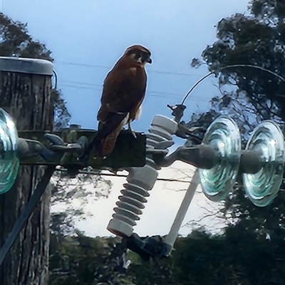 Falco berigora (Brown Falcon) at Springrange, NSW - 26 Aug 2025 by tonz