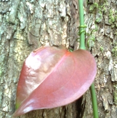 Smilax australis (Barbed-Wire Vine) at Mowbray, QLD - 19 Feb 2012 by JasonPStewart