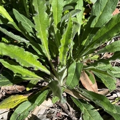 Cynoglossum australe (Australian Forget-me-not) at Fraser, ACT - 1 Sep 2025 by R0ger