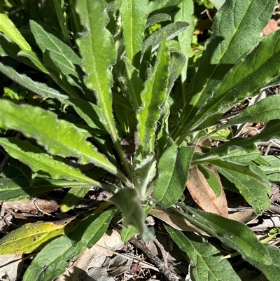 Cynoglossum australe (Australian Forget-me-not) at Fraser, ACT - 1 Sep 2025 by R0ger
