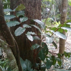 Aglaia meridionalis at Mowbray, QLD - 19 Feb 2012 by JasonPStewart