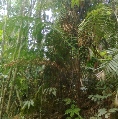 Cyathea rebeccae at Mowbray, QLD - 19 Feb 2012 by JasonPStewart