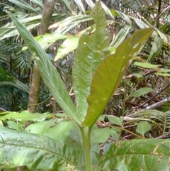 Deplanchea tetraphylla (Golden Bouquet) at Mowbray, QLD - 19 Feb 2012 by JasonPStewart