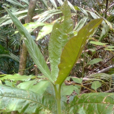 Deplanchea tetraphylla (Golden Bouquet) at Mowbray, QLD - 19 Feb 2012 by JasonPStewart