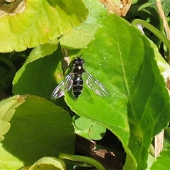 Melangyna collata (A hover fly) at Greenway, ACT - 1 Sep 2025 by RodDeb