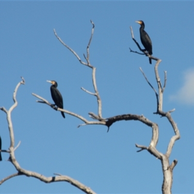 Phalacrocorax carbo (Great Cormorant) at Cooma, NSW - 1 Sep 2025 by mahargiani