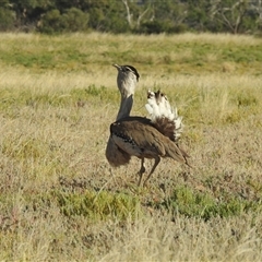 Ardeotis australis (Australian Bustard) at Jundah, QLD - 28 Aug 2025 by HelenCross