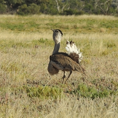 Ardeotis australis (Australian Bustard) at Jundah, QLD - 28 Aug 2025 by HelenCross
