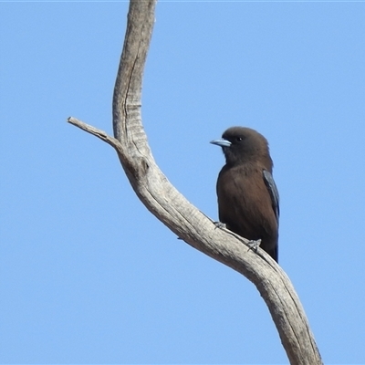 Artamus minor (Little Woodswallow) at Corfield, QLD - 25 Aug 2025 by HelenCross