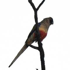 Northiella haematogaster (Greater Bluebonnet) at Birdsville, QLD - 21 Aug 2025 by HelenCross