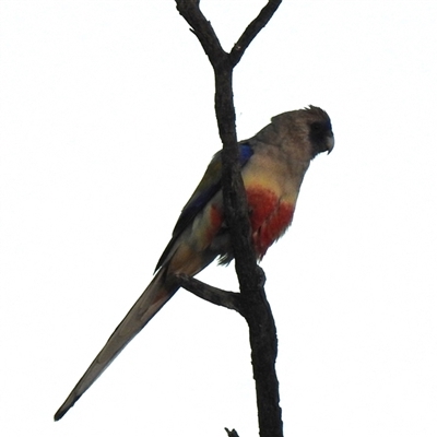 Northiella haematogaster (Greater Bluebonnet) at Birdsville, QLD - 21 Aug 2025 by HelenCross