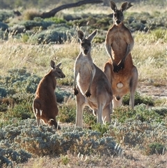Osphranter rufus (Red Kangaroo) at Jundah, QLD - 27 Aug 2025 by HelenCross