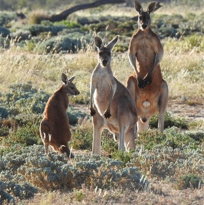 Osphranter rufus (Red Kangaroo) at Jundah, QLD - 27 Aug 2025 by HelenCross