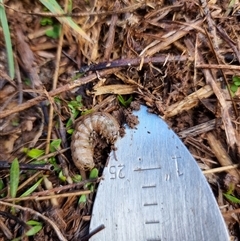 Noctuidae (family) (A cutworm or owlet moth) at Latham, ACT - 28 Aug 2025 by Caric