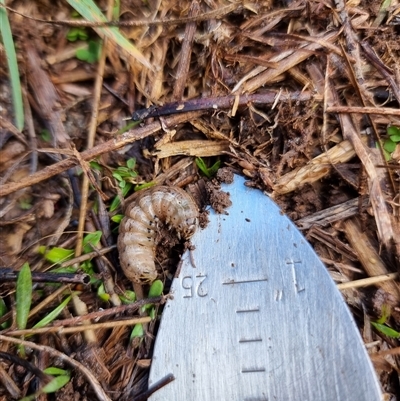 Noctuidae (family) (A cutworm or owlet moth) at Latham, ACT - 28 Aug 2025 by Caric
