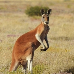 Osphranter rufus (Red Kangaroo) at Birdsville, QLD - 22 Aug 2025 by HelenCross