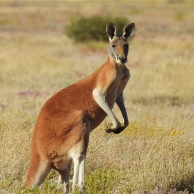 Osphranter rufus (Red Kangaroo) at Birdsville, QLD - 22 Aug 2025 by HelenCross