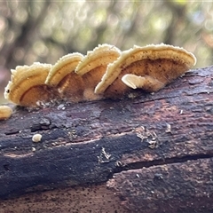 Unverified Teeth on underside at Paddys River, ACT - 31 Aug 2025 by Clarel