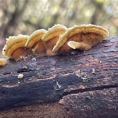 Unverified Teeth on underside at Paddys River, ACT - 31 Aug 2025 by Clarel