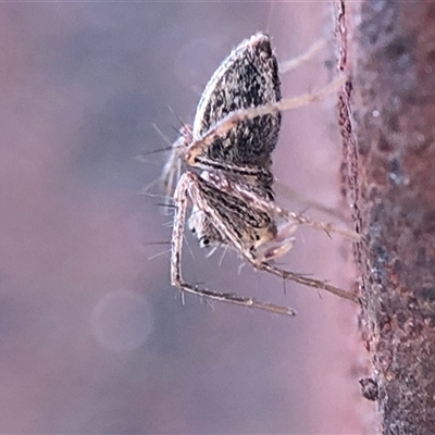 Oxyopes (genus) (Lynx spider) at Crowther, NSW - 1 Sep 2025 by Frecko