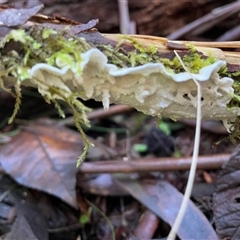 Unverified Other fungi on wood at Paddys River, ACT - 31 Aug 2025 by Clarel
