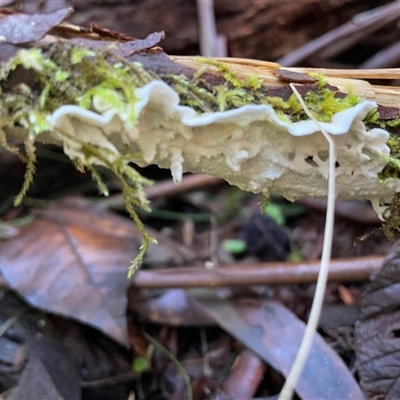Unverified Other fungi on wood at Paddys River, ACT - 31 Aug 2025 by Clarel