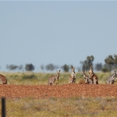 Osphranter rufus (Red Kangaroo) at Wills, QLD - 23 Aug 2025 by HelenCross