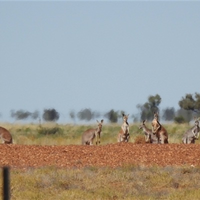 Osphranter rufus (Red Kangaroo) at Wills, QLD - 23 Aug 2025 by HelenCross