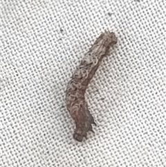 Geometridae (family) IMMATURE at Latham, ACT - 28 Aug 2025 by Caric