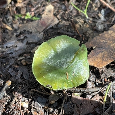 zzz ?Hygrocybe at Paddys River, ACT - 31 Aug 2025 by Clarel