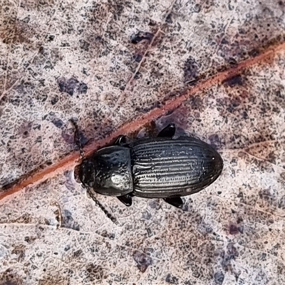 Adeliini sp. (tribe) at Latham, ACT - 28 Aug 2025 by Caric