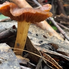 Laccaria sp. at Paddys River, ACT - 31 Aug 2025 by Clarel