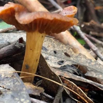 Laccaria sp. at Paddys River, ACT - 31 Aug 2025 by Clarel