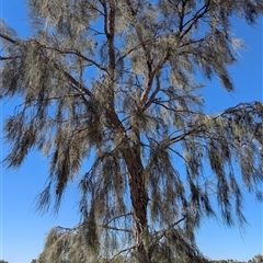 Acacia peuce (Birdsville Wattle, Casuarina Wattle, Waddy, Waddy-wood) at Wills, QLD - 23 Aug 2025 by HelenCross