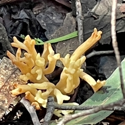 Ramaria sp. (genus) (A Coral fungus) at Paddys River, ACT - 31 Aug 2025 by Clarel