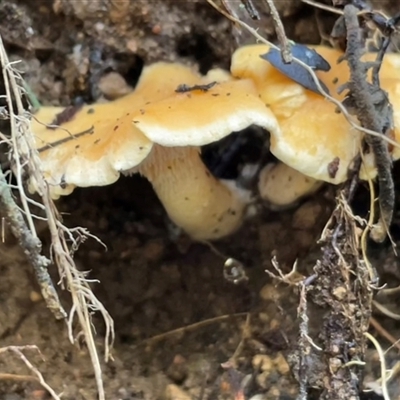 Hydnum 'repandum group' at Paddys River, ACT - 31 Aug 2025 by Clarel
