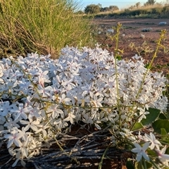 Macgregoria racemigera at Jundah, QLD - 27 Aug 2025 by HelenCross