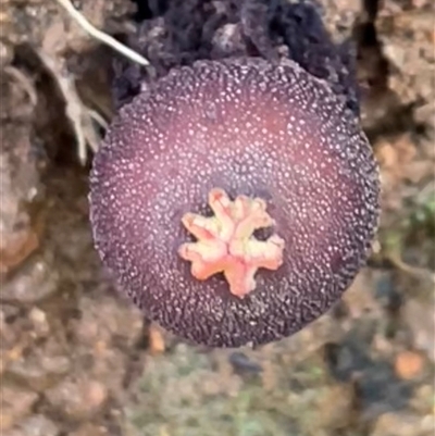 Calostoma fuscum (Common Prettymouth) at Paddys River, ACT - 31 Aug 2025 by Clarel