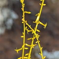 Stackhousia (genus) at Jundah, QLD - 27 Aug 2025 by HelenCross