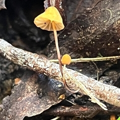 Mycena sp. (genus) at Paddys River, ACT - 31 Aug 2025 by Clarel